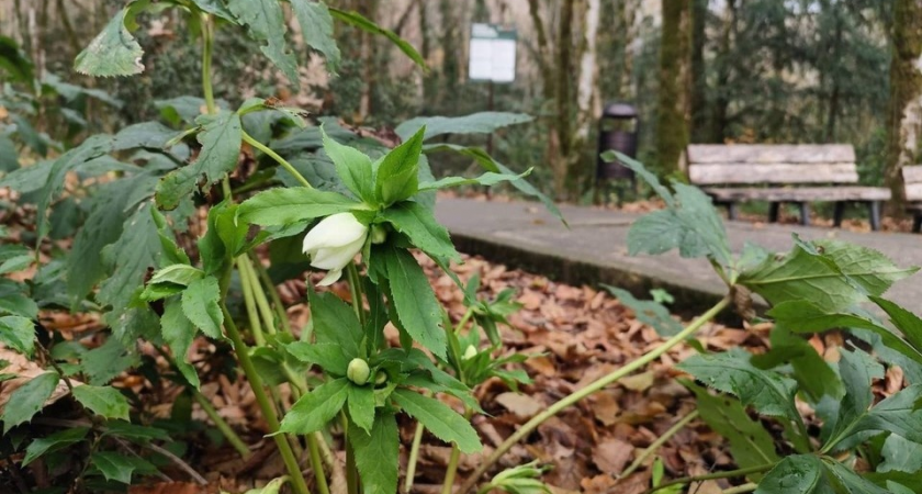 Реликтовый зимовник пережил мамонтов и расцвел в Сочи