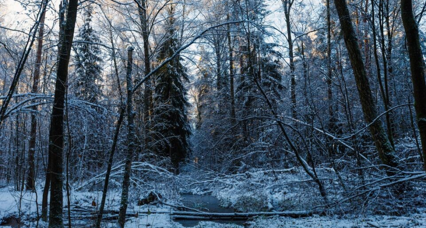 Белая шубка на голой земле: теплая зима в Подмосковье разоружила зверей