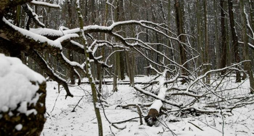 В Москве дерево сломало женщине ногу: первая жертва непогоды