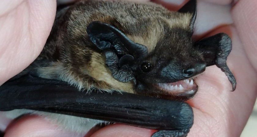 Редкая летучая мышь из Красной книги просила спасения в подъезде Балашихи