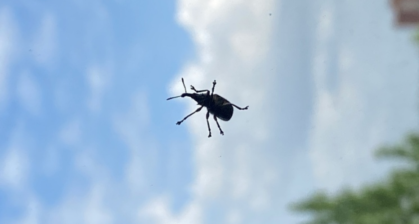 Клоп под воротничком и красные пятна: клиентку салона атаковали во время стрижки