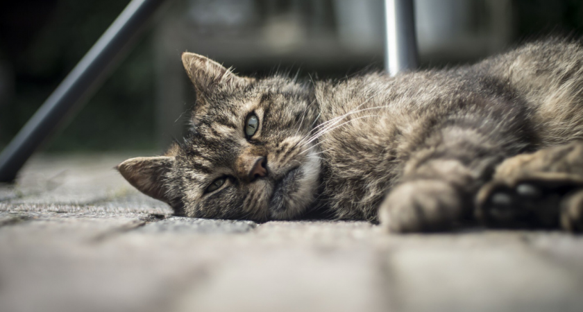 Москвич разорился на 300 тыс. руб., спасая 19-летнего кота от болезни