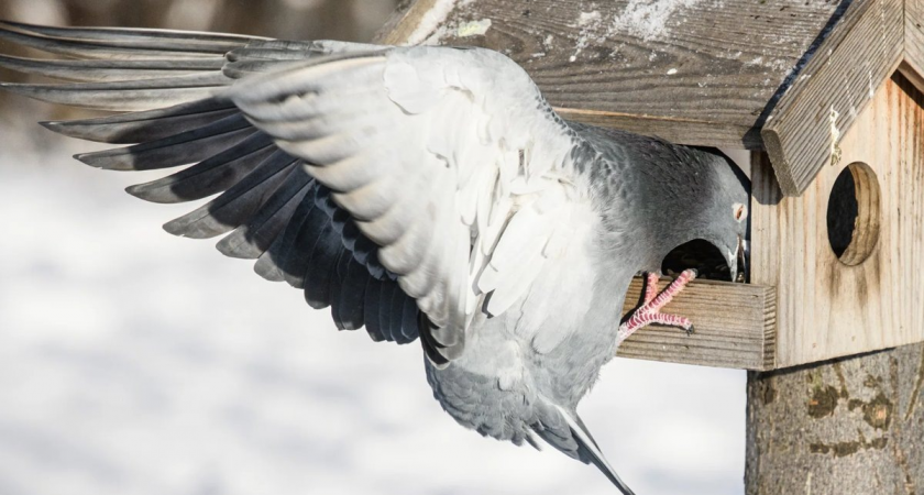 Голубиный апокалипсис: Салехард запретил кормить птиц из-за «помета по колено»