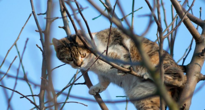 Кот прыгнул с 12 метров, отказавшись от спасателей: видео стало вирусным