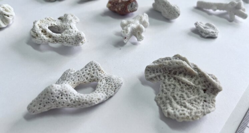 Таможня изъяла редкие кораллы у туриста из Вьетнама в Барнауле