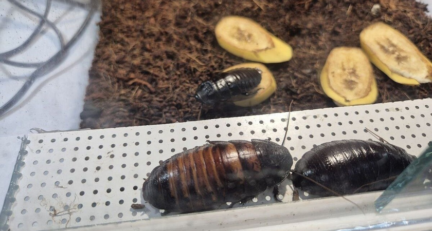 Девочка получила подарок с тараканами вместо конфет на утреннике в саду