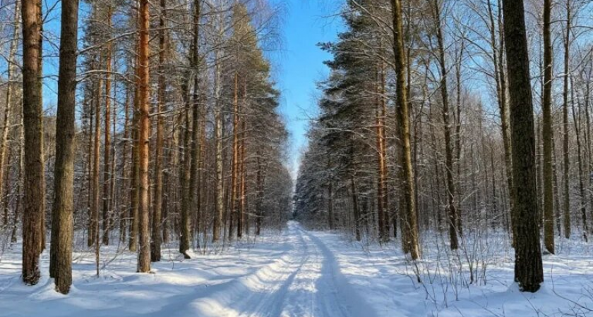 Крионист развенчал теорию спасения семьи Усольцевых холодом