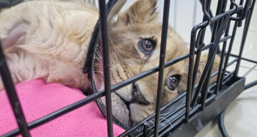 Львёнок с переломами трёх конечностей найден в квартире Москва-Сити