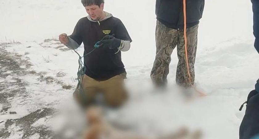 Бешеная рысь пробралась в детский лагерь «Уфимский сокол» и покусала 12-летнюю девочку