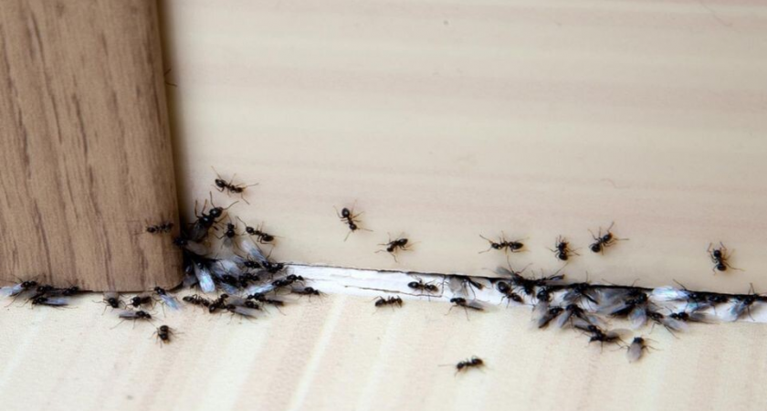 400 яиц от одной самки: фараоновы муравьи из египетских гробниц оккупировали дом в Балашихе