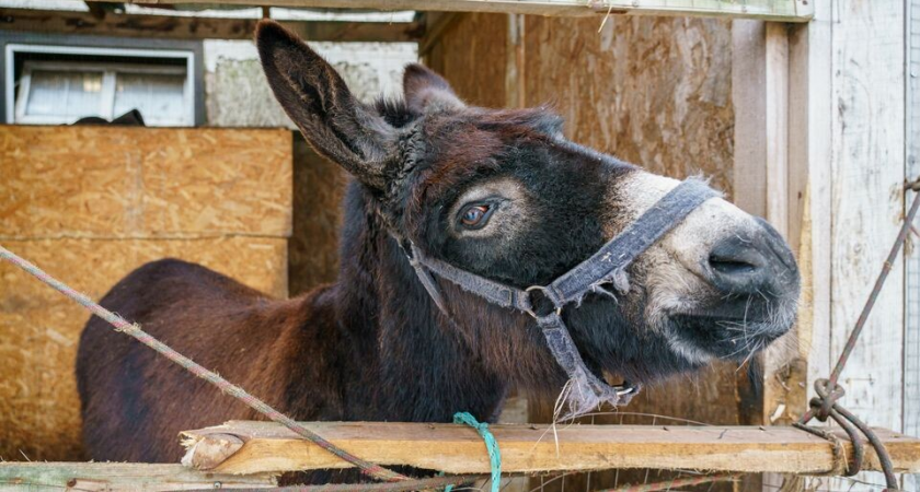 Реутово шьет броню для ослов на фронте: тихие грузчики против дронов