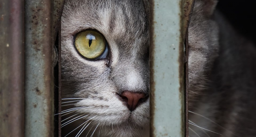 Балашихинский кот с крестом готовился дать отпор собаке, надеясь на небесные силы