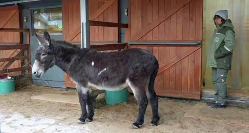Ослик Жорик из 1430-го гвардейского полка обрел покой в Московском зоопарке после СВО