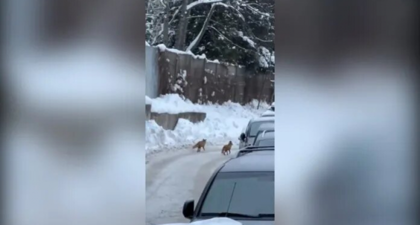 Две лисы устроили воскресную прогулку среди машин в Куркино, игнорируя людей