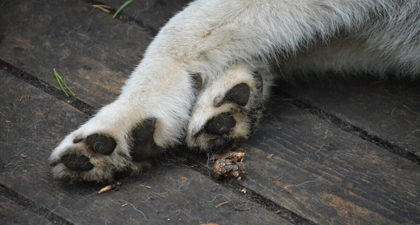 Публичная казнь собаки с щенками в Томаровке: очевидцы сняли на видео «гуманный отлов»