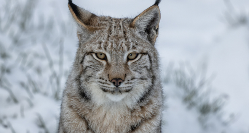 Дикая рысь прогулялась по снегу на камеру: жители Орехово-Зуева в тревоге из-за лесного хищника