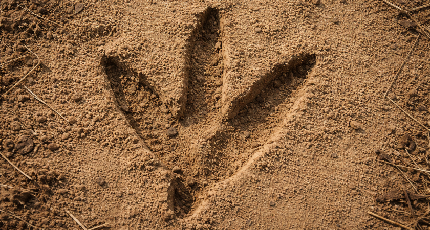 7-часовая погоня за страусом: экзотическая птица устроила побег в 30-градусный мороз в Ленобласти