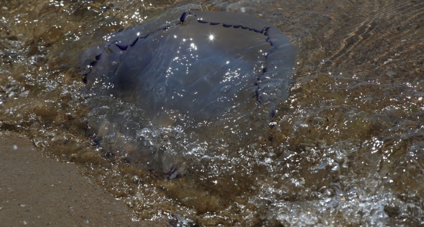 6,5 млн тонн деликатеса: Как «хрустальное мясо» из Азовского моря может избавить пляжи от нашествия медуз