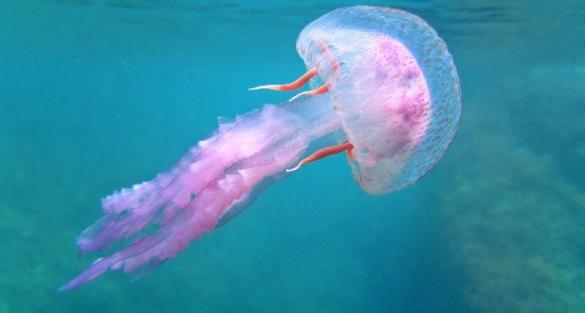Конфеты и лекарства из «морского кошмара»: как нашествие медуз в Азовском море превратить в ценный ресурс