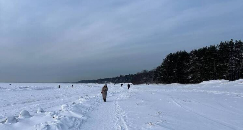 «Нереальная синева»: охоту редчайшего голубого зимородка на Финском заливе запечатлели на уникальных кадрах