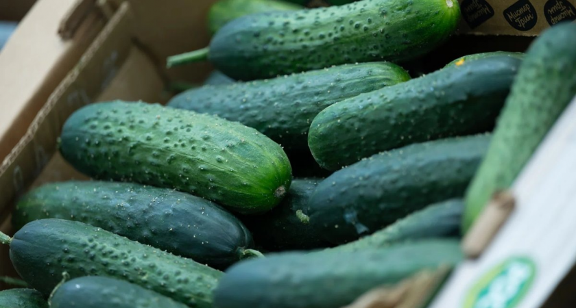 Хитрый бизнес: тюменец украл 1,4 тонны огурцов для продажи на рынке и обманул охрану на 300 тысяч