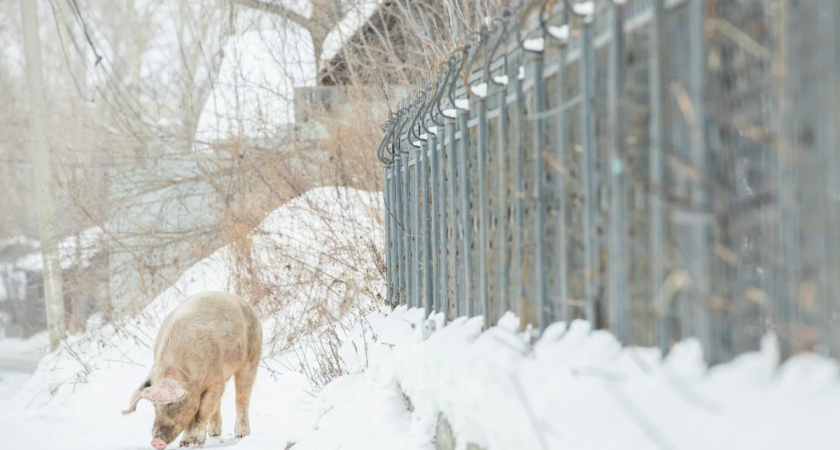 «Свиногорск»: в Ревде агрессивные хряки отбирают пакеты у прохожих и заставляют детей обходить их стороной