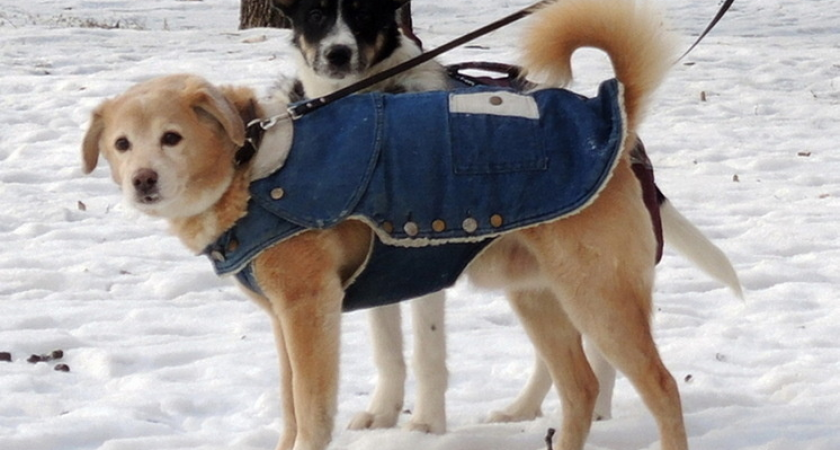 «Семь собак за два дня»: догхантеры разложили розовый яд во дворах Солнцево и угрожают продолжить