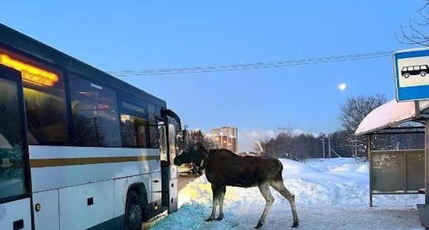 «Прошу остановки»: лось в Подмосковье ждал автобус на остановке и попытался стать пассажиром
