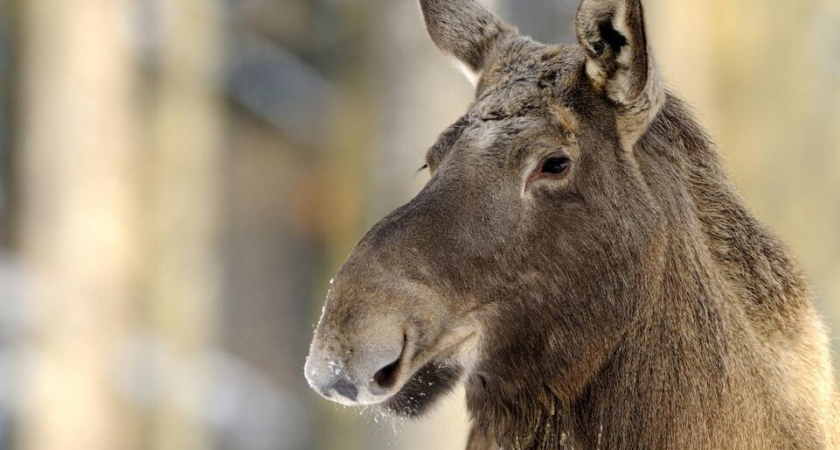 Голодные лоси атакуют Подмосковье: в Балашихе зверь заглянул в салон автобуса на остановке