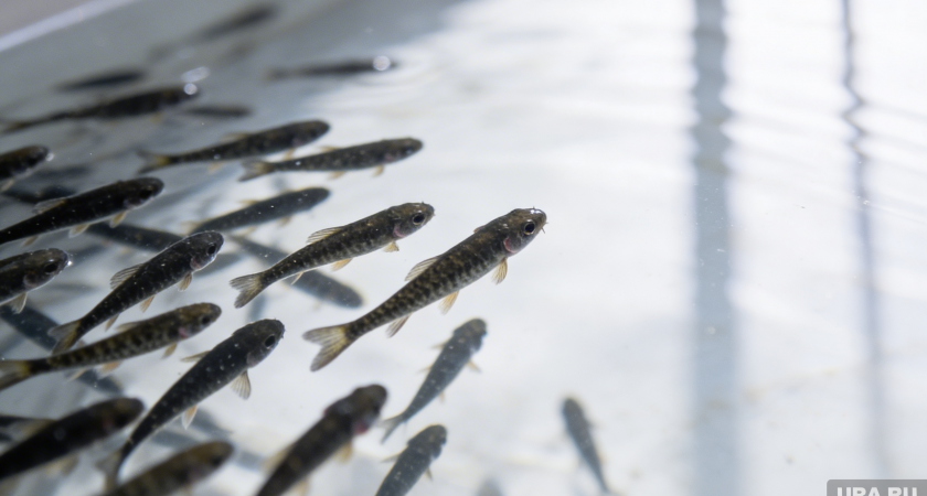 Климатический хаос: запасы трески в Баренцевом море резко сократились из-за превращения экосистемы в «кислые щи»