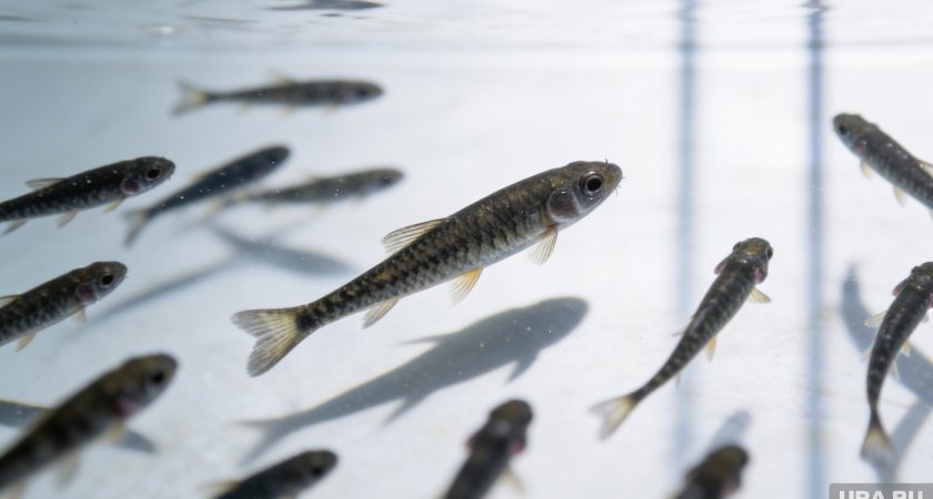 «Следователь» из мессенджера подговорил 18-летнюю бийчанку поджечь релейный шкаф на железной дороге