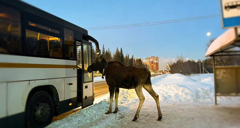 15 000 лосей в ловушке: почему рекордное за 20 лет число сохатых массово выходит к людям