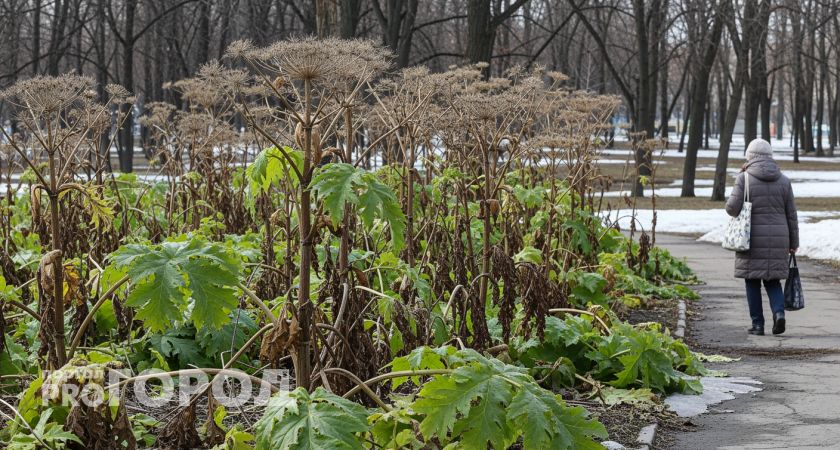 Новый закон с марта: за какие деревья на участке могут отнять дачу и выписать штраф в полмиллиона