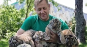 Лев напал на директора крымского сафари-парка из-за резкого звука
