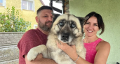 Хаски Шаста провалилась в затопленный колодец и жалобно скулила, пока спасатели не спустились с лестницей