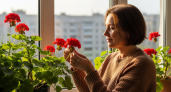 Опытные цветоводы молчали 20 лет: что они подливают герани для непрерывного цветения