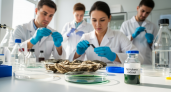 Российские ученые открыли секрет спирулины: как зеленая водоросль спасет отечественные устричные фермы