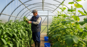 Три простых шага, которые заставят истощённую почву в теплице плодоносить как в первый год