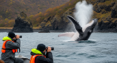 Фонтаны китов у Кунашира: краснокнижные горбачи удивили местных жителей редким визитом