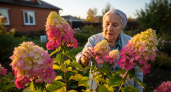 Гортензии размножаю десятками без черенкования: Простой прием в ноябре, который знают немногие