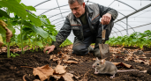 Грызуны покидают территорию за ночь: дачники раскрыли секрет двух капель, которые работают лучше отравы