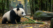 Московский зоопарк борется за Катюшу: Китай забирает всех панд в 4 года, но Россия хочет нарушить традицию