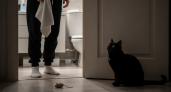 Что означает, когда кот следует за вами повсюду. Ветеринар объясняет скрытый смысл