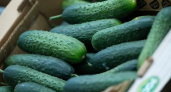 Хитрый бизнес: тюменец украл 1,4 тонны огурцов для продажи на рынке и обманул охрану на 300 тысяч