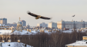 Двухметровый хищник над городом: орлан-белохвост, не улетевший на зимовку, шокировал петербуржцев