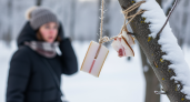 «Синичий грабеж»: в Ольгинском лесопарке неизвестные с ножом ежедневно срезают сало для птиц