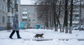 «Кошка-морж» из Одинцово бросает вызов -20°C: питомица на поводке покоряет заснеженные улицы и сердца соседей