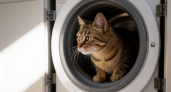 «Воздух заканчивается»: в Москве спасатели мчатся к коту, запертому в работающей стиральной машине