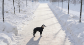 Шокирующая находка в Химках: пес откопал в сугробе на Молодежной улице змею с раной на хвосте