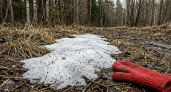 В Кировской области на снегу нашли насекомых, безопасных для людей
